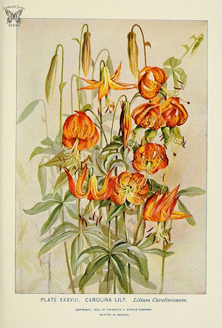 Lilium michauxii (Lilium michauxii)