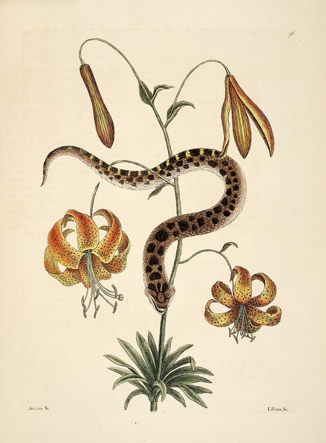 Lilium michauxii