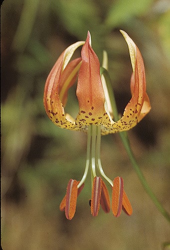 Lilium michauxii