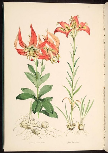 Lilium michauxii