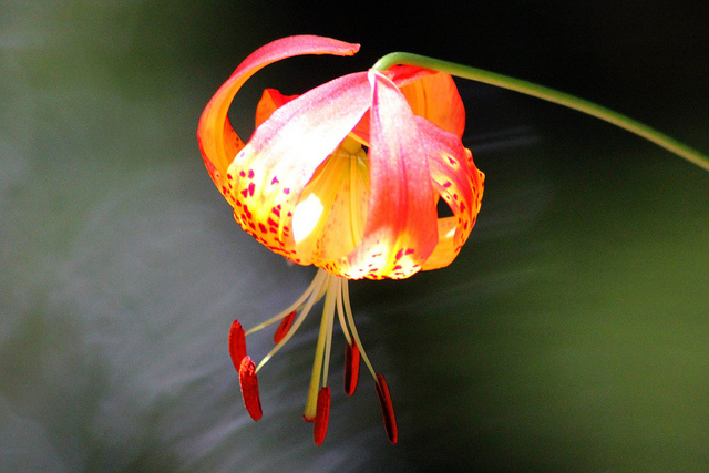Lys