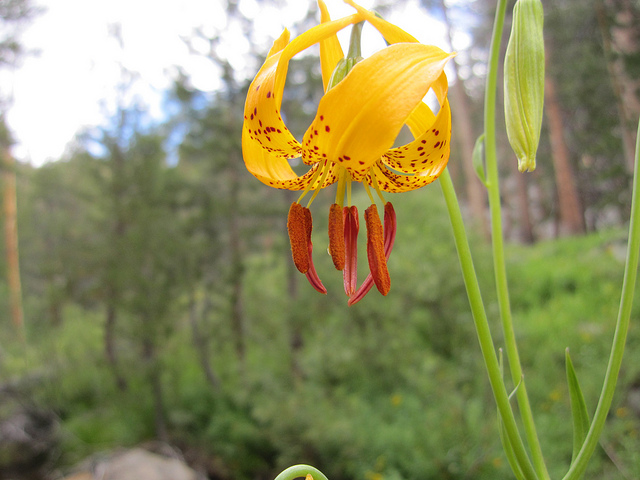 Lys (Lilium pardalinum)