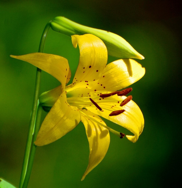 Lilium parryi (Lilium parryi)