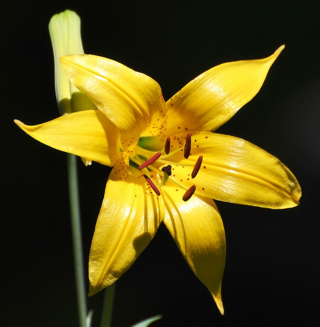 Lilium parryi
