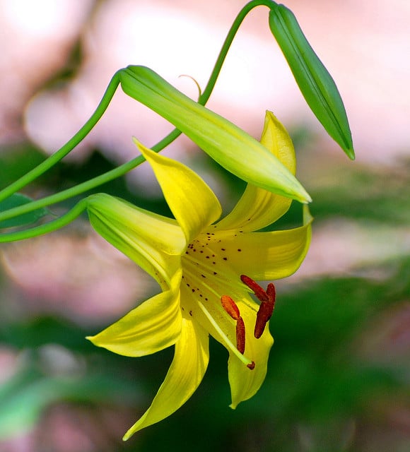Lilium parryi