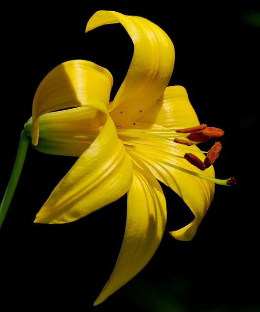 Lilium parryi