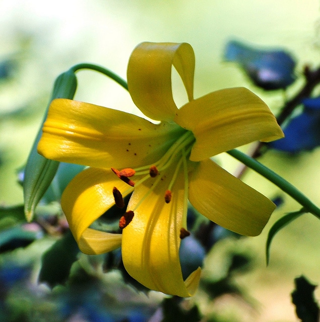 Lilium parryi