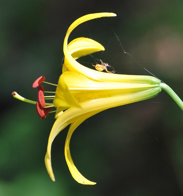 Lilium parryi