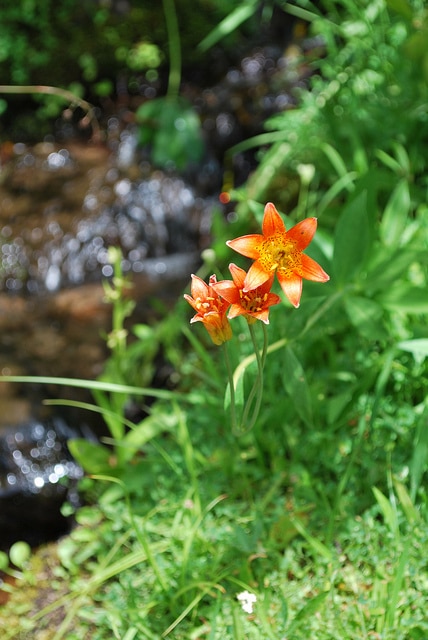 Lilium parvum