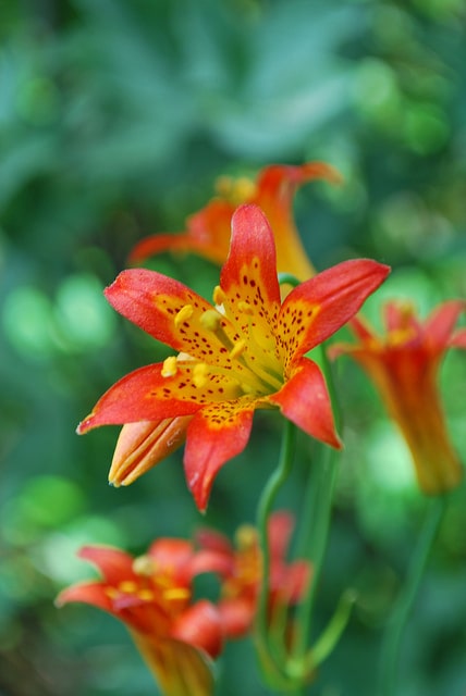 Lilium parvum