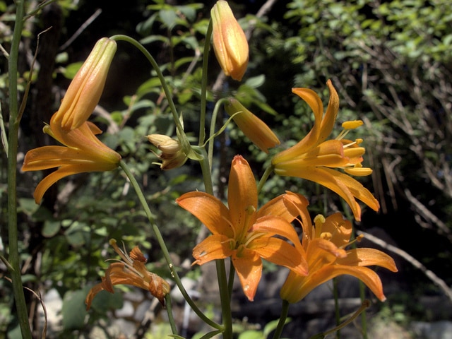 Lilium parvum (Lilium parvum)