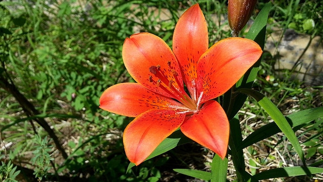 Lilium pensylvanicum (Lilium pensylvanicum)