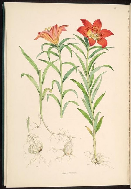 Lilium pensylvanicum