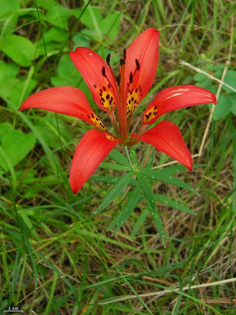 Lis de philadelphie (Lilium philadelphicum)
