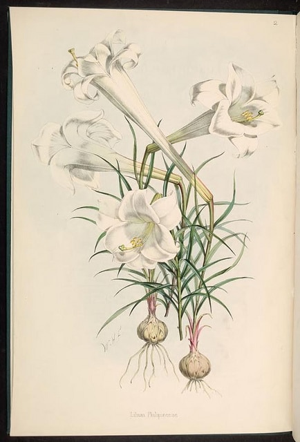 Lilium philippinense (Lilium philippinense)