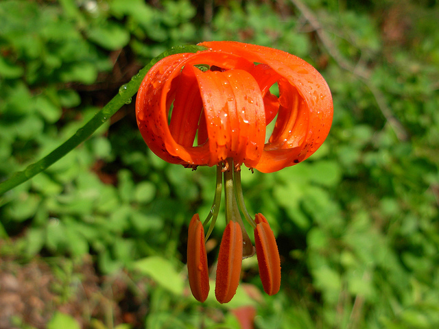 Lis de pompone (Lilium pomponium)