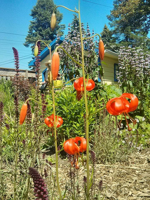Lys pumilum (Lilium pumilum)