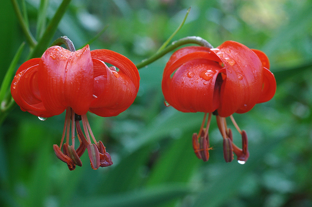 Lys pumilum