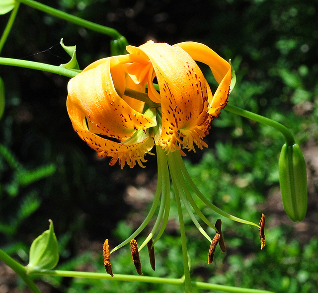 Lys pumilum
