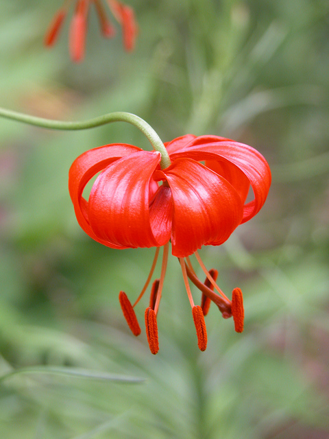 Lys pumilum