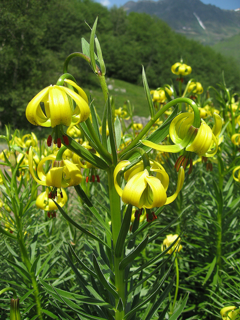 Lis des pyrénées