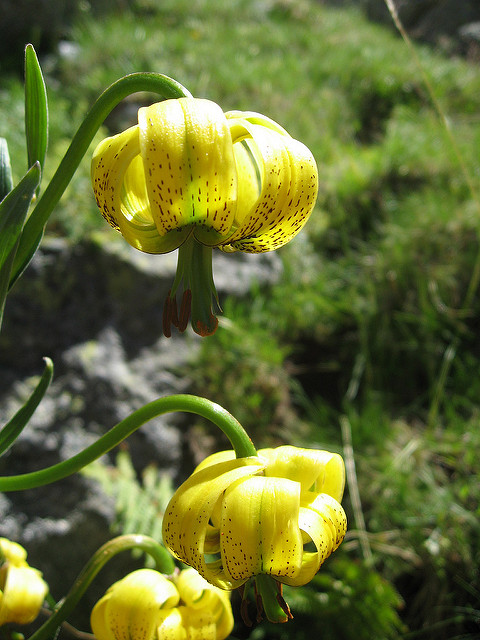 Lis des pyrénées