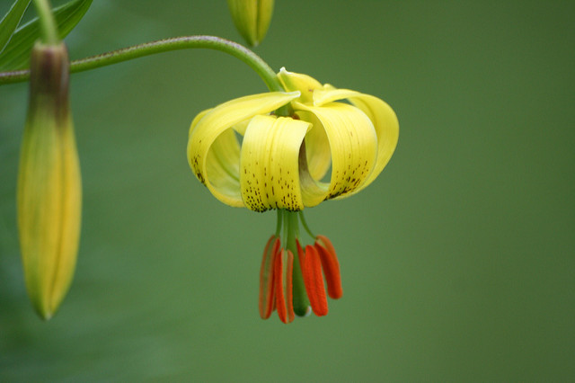 Lis des pyrénées (Lilium pyrenaicum)