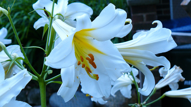 Lis royal (Lilium regale)