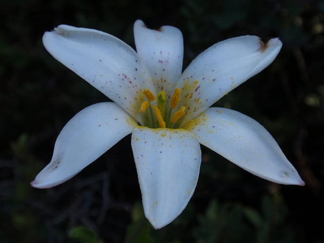 Lilium rubescens (Lilium rubescens)
