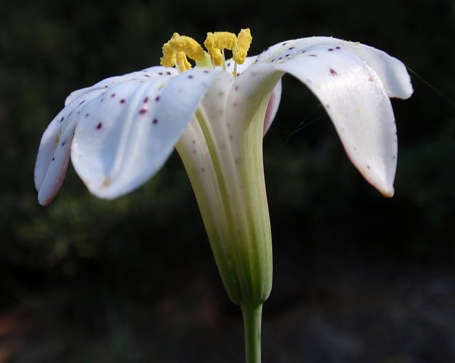 Lilium rubescens