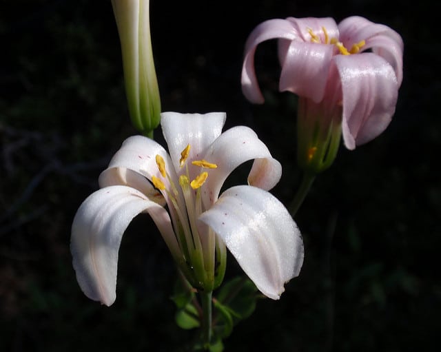Lilium rubescens