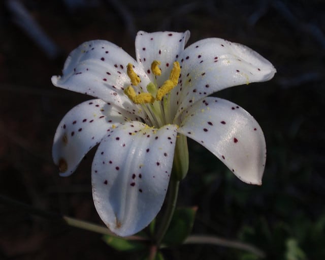 Lilium rubescens