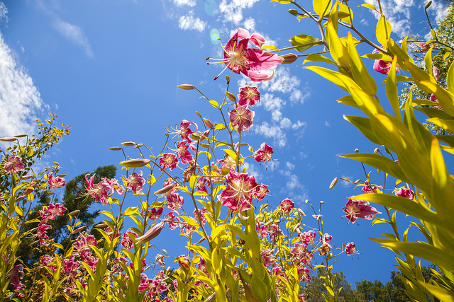 Lis du japon (Lilium speciosum)