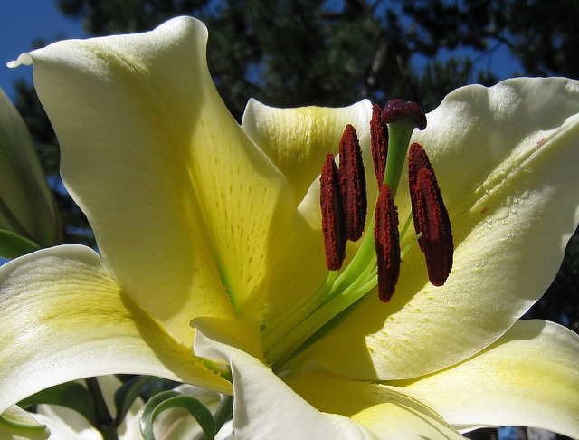 Lilium sulphureum