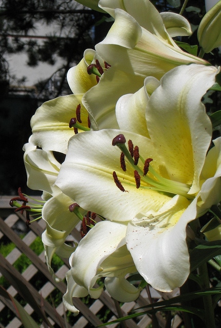 Lilium sulphureum