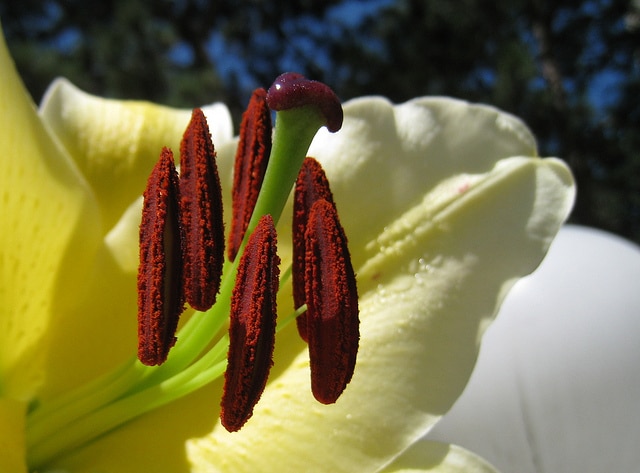Lilium sulphureum
