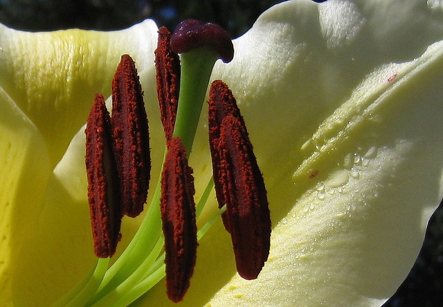 Lilium sulphureum (Lilium sulphureum)