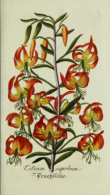 Lilium superbum (Lilium superbum)