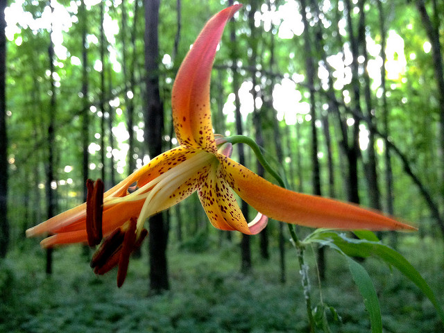 Lilium superbum