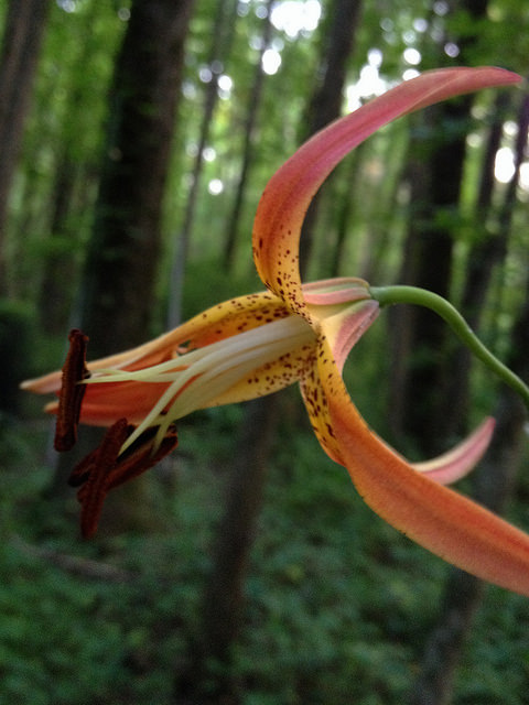 Lilium superbum