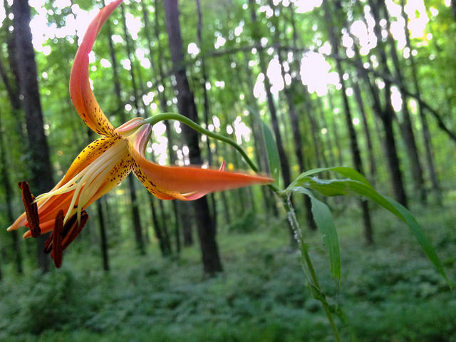 Lilium superbum