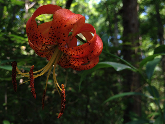 Lilium superbum