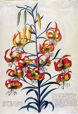 Lilium superbum