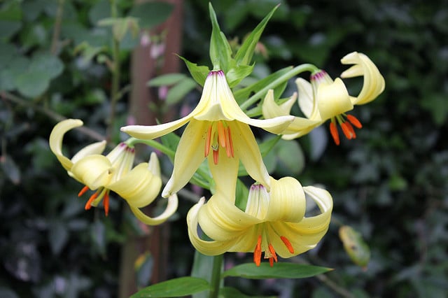 Lilium szovitsianum
