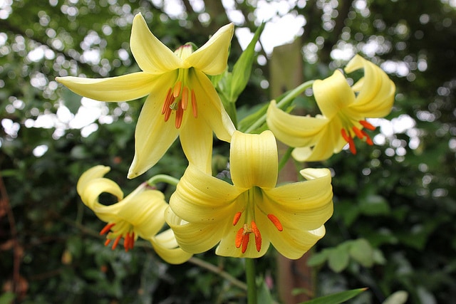 Lilium szovitsianum