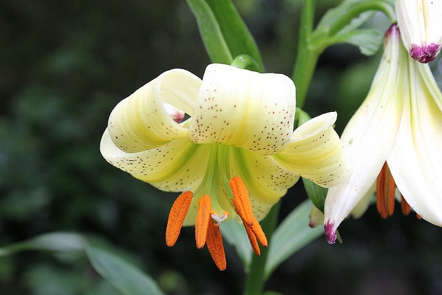 Lilium szovitsianum (Lilium szovitsianum)
