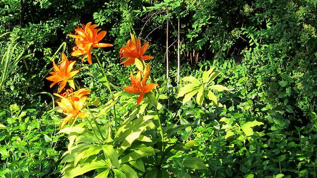 Lilium tsingtauense (Lilium tsingtauense)