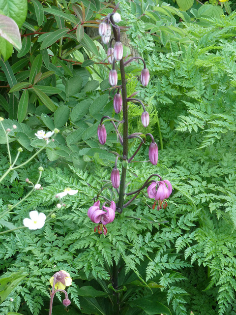 Lilium wallichianum (Lilium wallichianum)