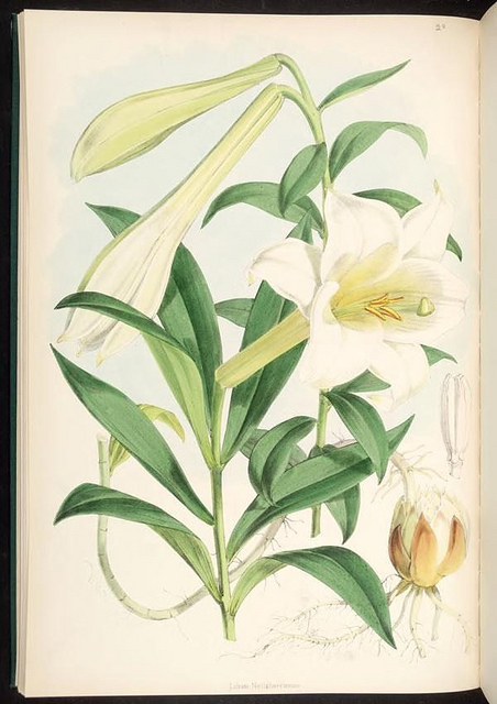 Lilium wallichianum