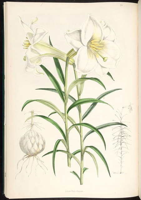 Lilium wallichianum